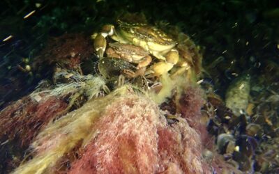 Strømdyk ud for Kastrup havn 2/7