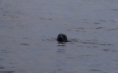 Libra og Hesselø – med lurende sæler og dansende marsvin