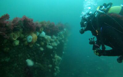 Vragsafari i Kattegat