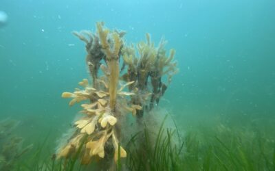 Onsdagsdyk den 5 juni